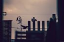 Kiwiwoe Knz added a new photo.
